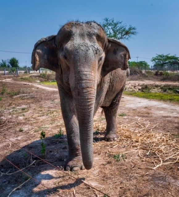 Elephant View Camp Ban Huai Thawai エクステリア 写真